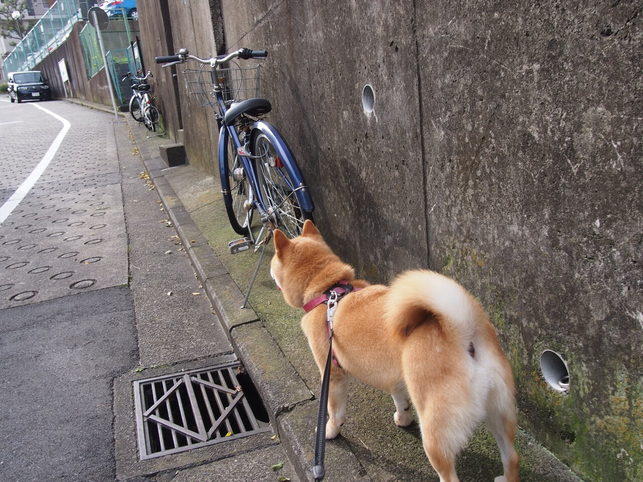 pg电子模拟器试玩在线-绝杀与接管，尼克斯和浓眉的赛场传奇—体育关键时刻的永恒魅力
