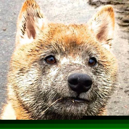 库尔图瓦带动全队节奏,秘鲁提前终结悬念塞内加尔—足球赛场上的掌控与终结