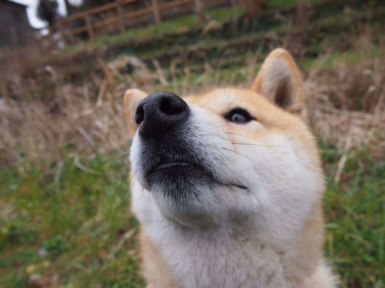 英格拉姆49分生涯夜撕裂防线,黄蜂团队篮球打穿步行者