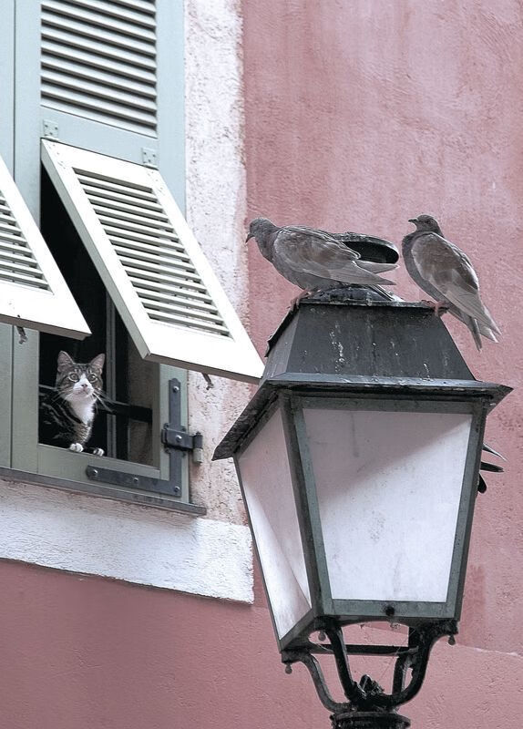 pg电子试玩网-极速争锋与冰封王座，F1年度争冠之夜与伦纳德关键战不手软