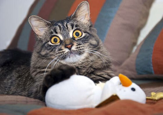 pg电子官网-意甲焦点战之夜，小贾伦持续制造杀伤，点燃绿茵激情