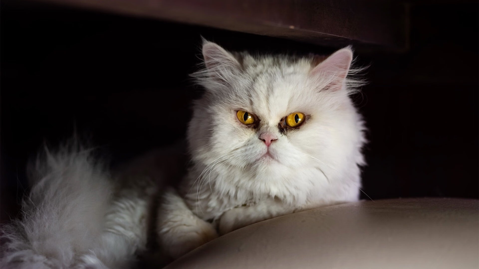 pg电子下载-破晓骑士，当布克在终场哨响前摘下王冠