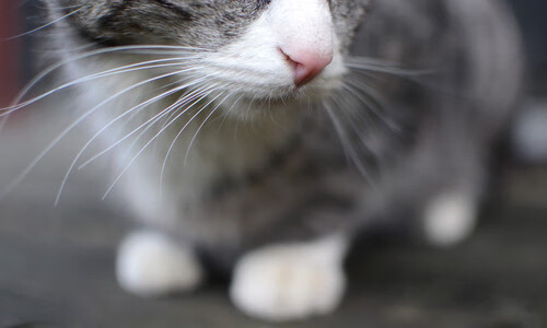 灰熊vs快船，英格拉姆制胜表现引领胜利之路