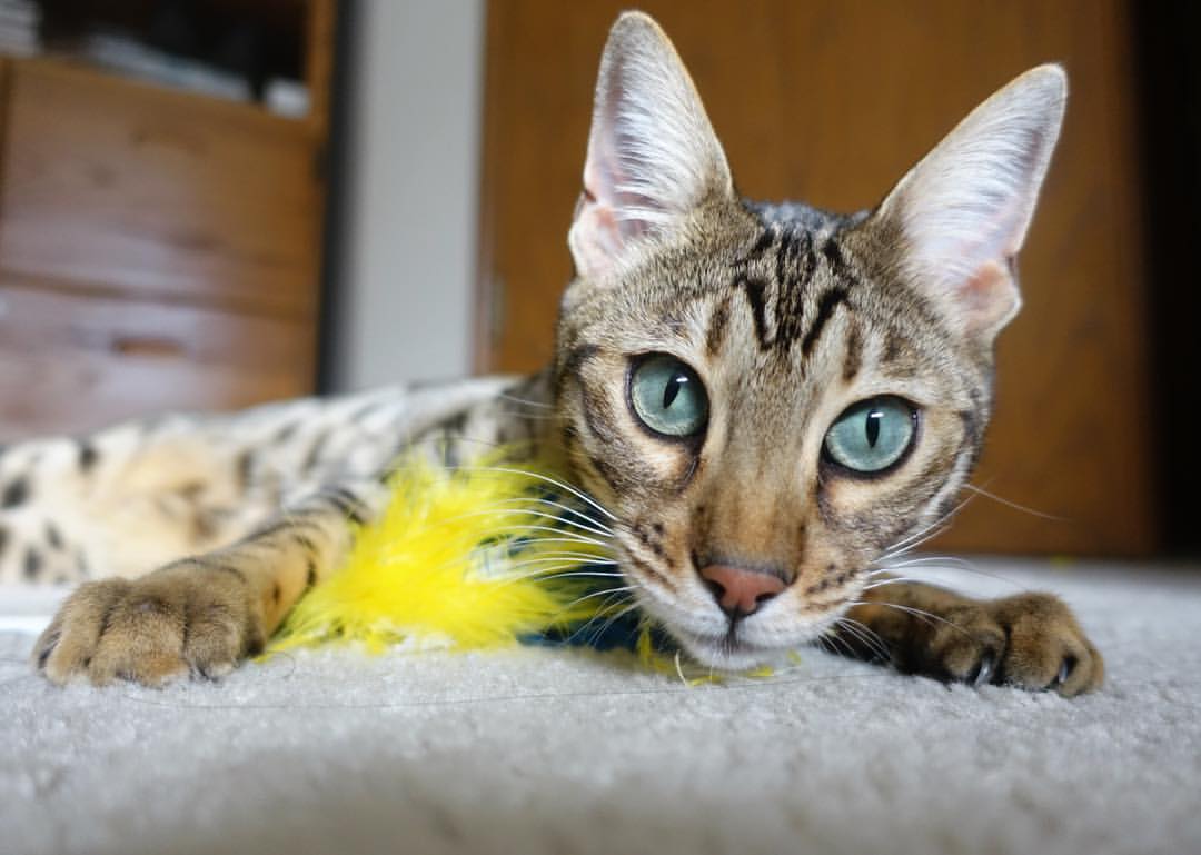 pg电子下载-西亚卡姆硬仗之王，吉林队冲垮雄鹿的篮球哲学启示