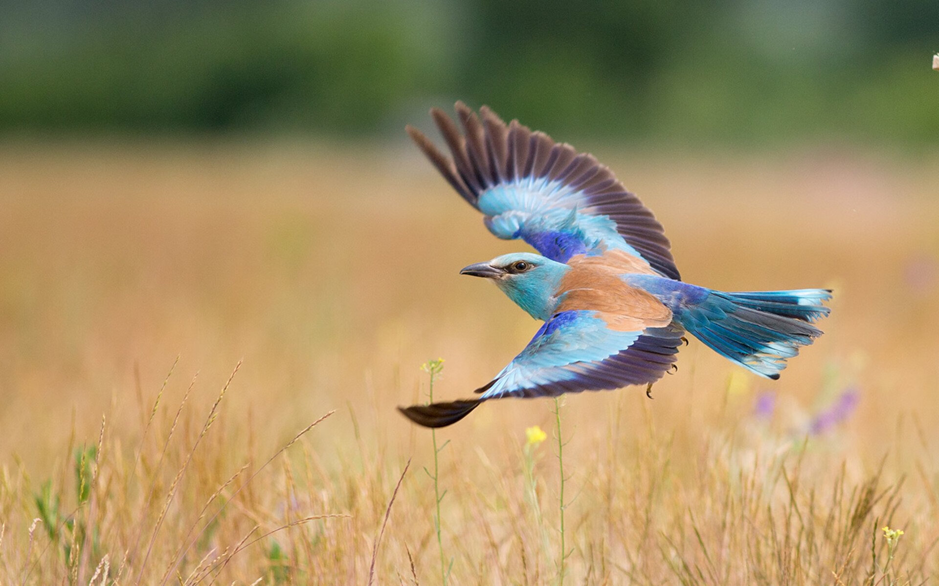 贝恩闪耀焦点战证明价值，太阳强势终结火箭连胜势头