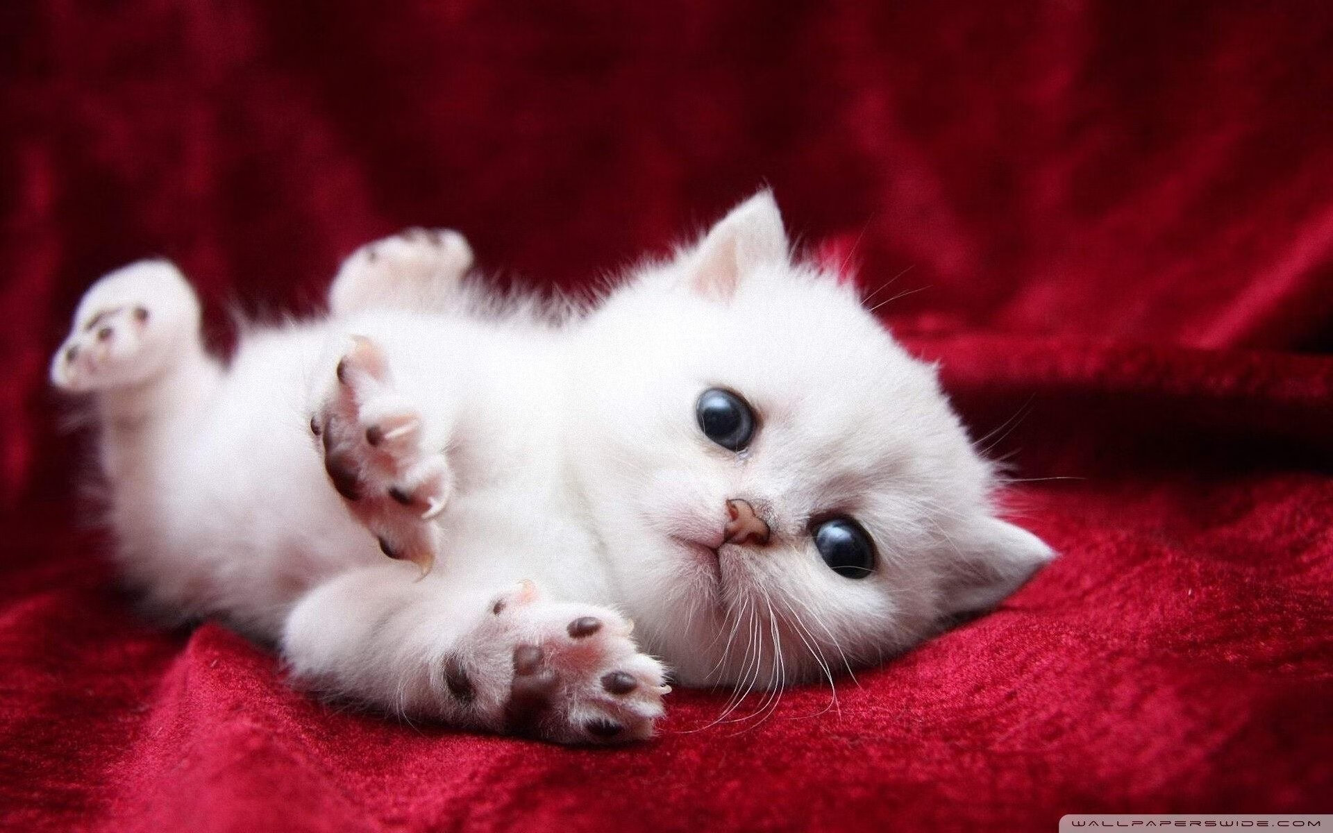 突尼斯奇迹之夜，加时鏖战力克曼城，迪亚斯加冕关键先生