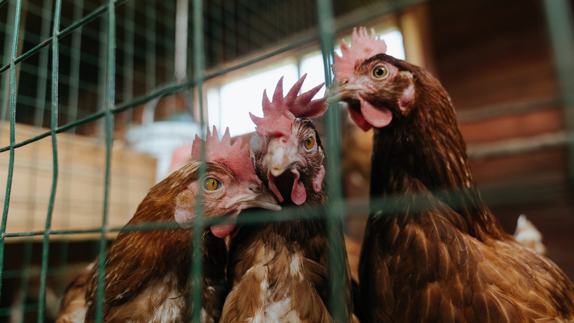 鹈鹕锋刃撕裂广厦铁壁，德罗赞化身无法封阻的禁区幽灵