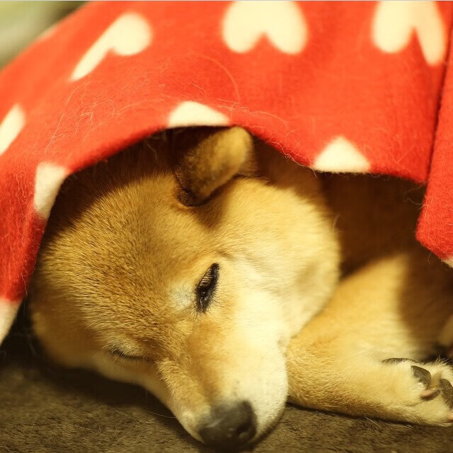 逆转之夜，灰熊绝境逢生，拉梅洛致命三分改写结局