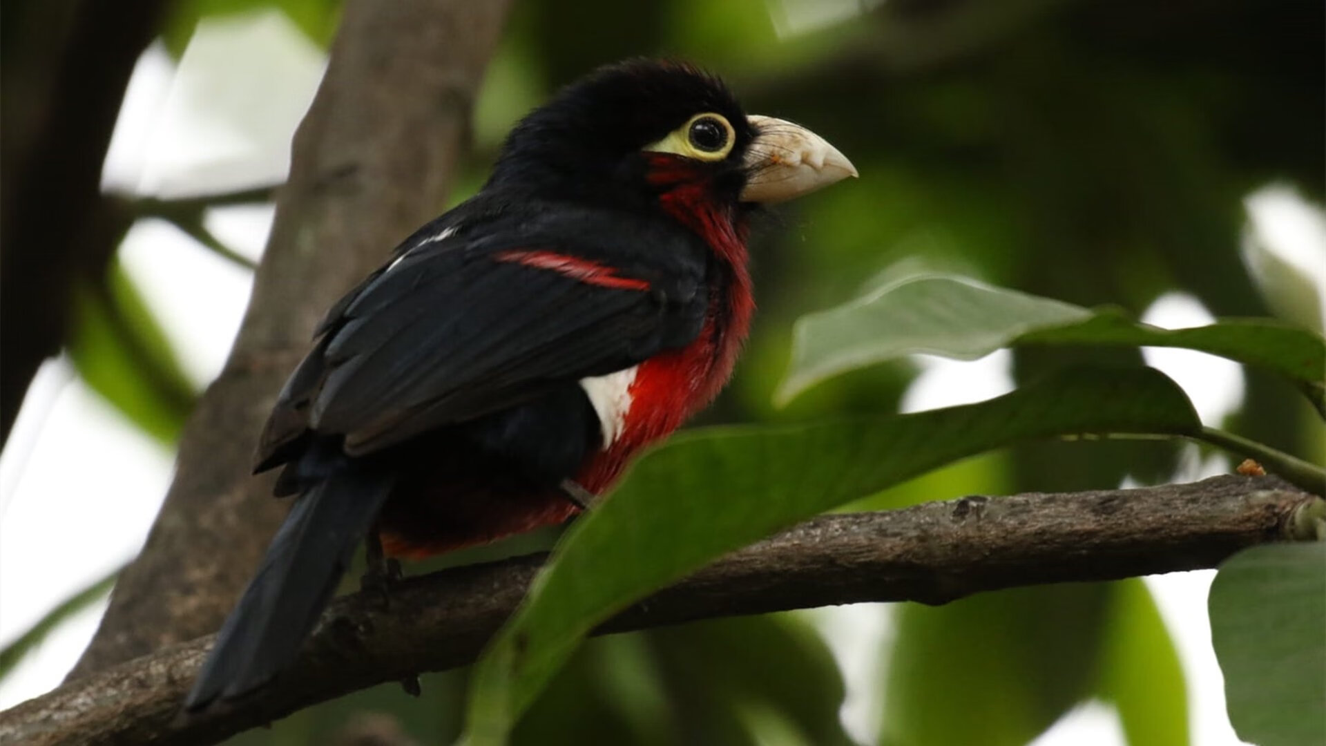pg电子模拟器-范戴克泰山压顶！AC米兰掀翻黄色潜水艇，荷兰铁闸让悬念提前终结
