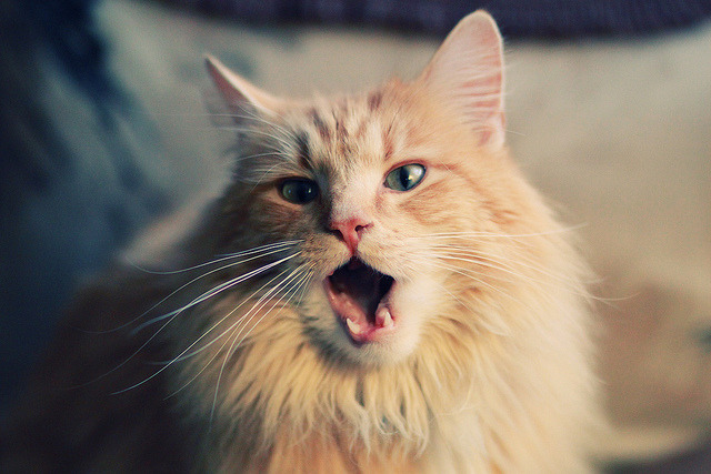 西决生死战焦点战，76人全面压制广厦队，豪取关键胜利