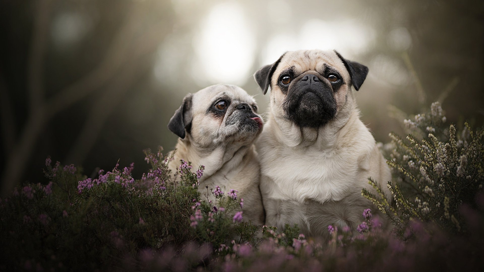 从后卫到司令塔,意甲焦点夜,斯通斯的生涯之夜如何颠覆战术常识