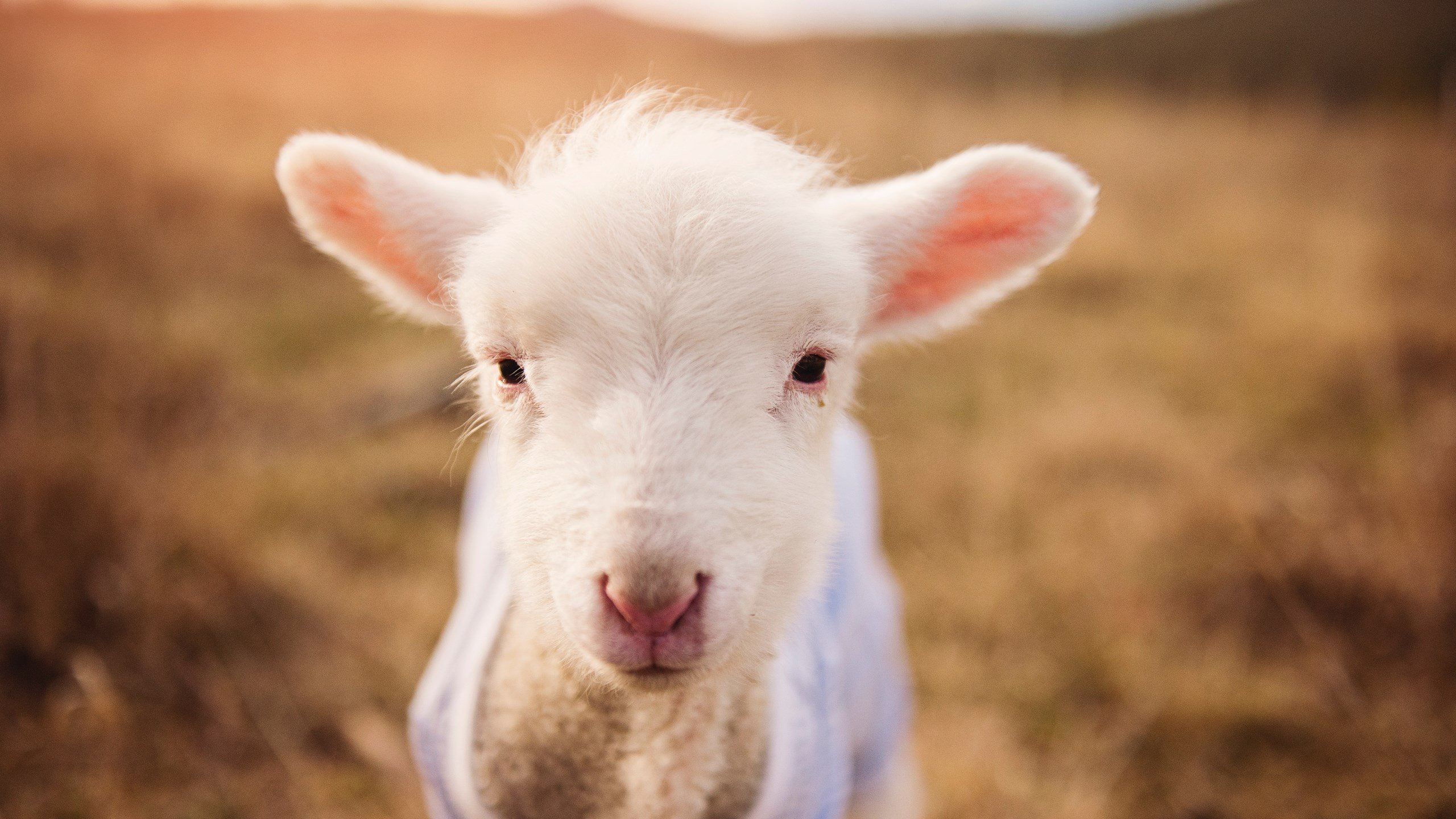 欧文爆发！开拓者最后时刻逆转步行者险胜
