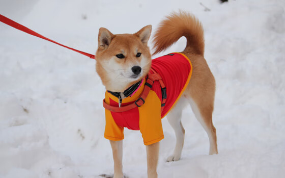 西决生死战！爵士窒息防守绞杀猛龙