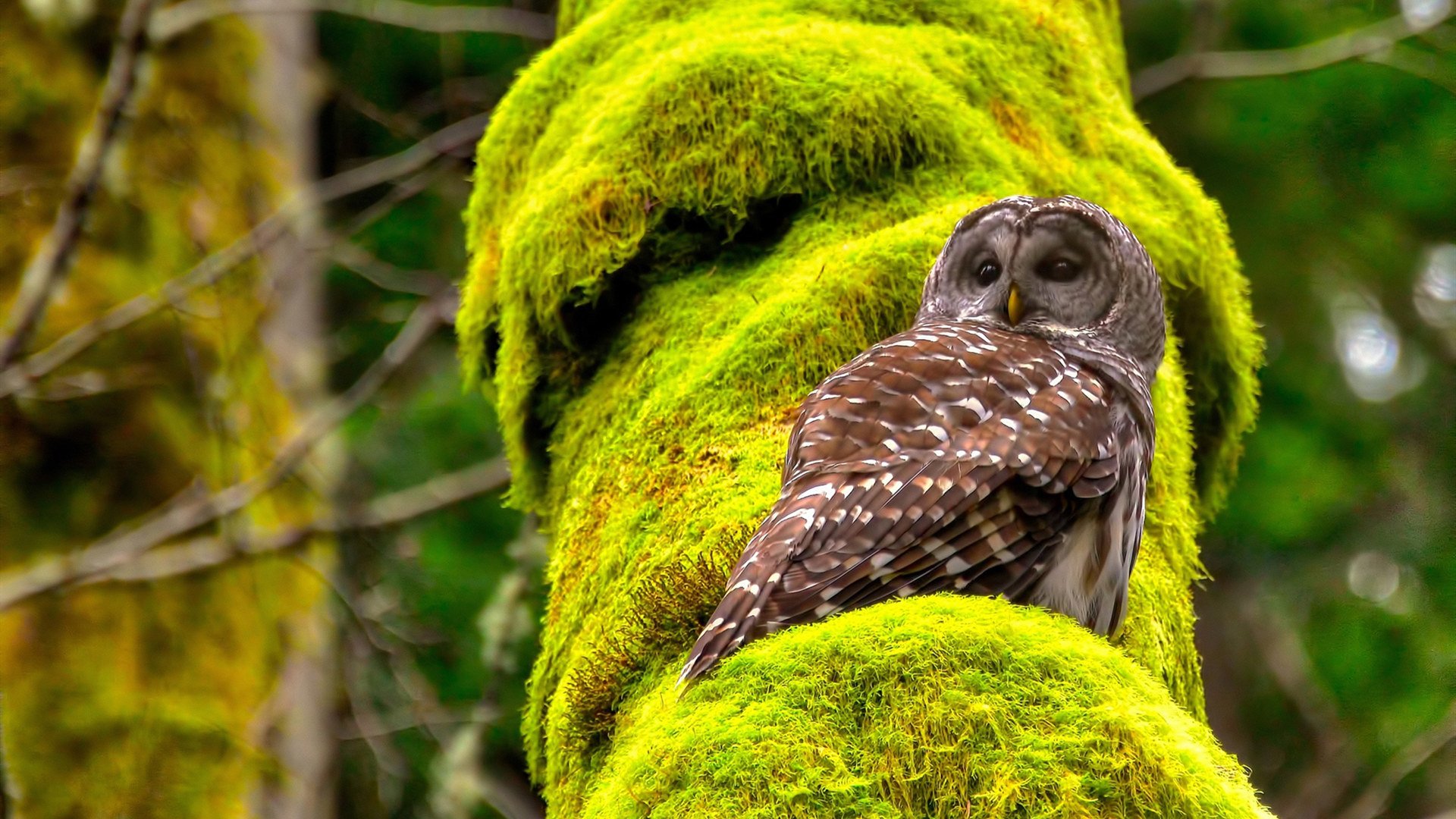范戴克的智慧点亮都柏林，格子军团掀翻美国背后的钢铁防线启示录