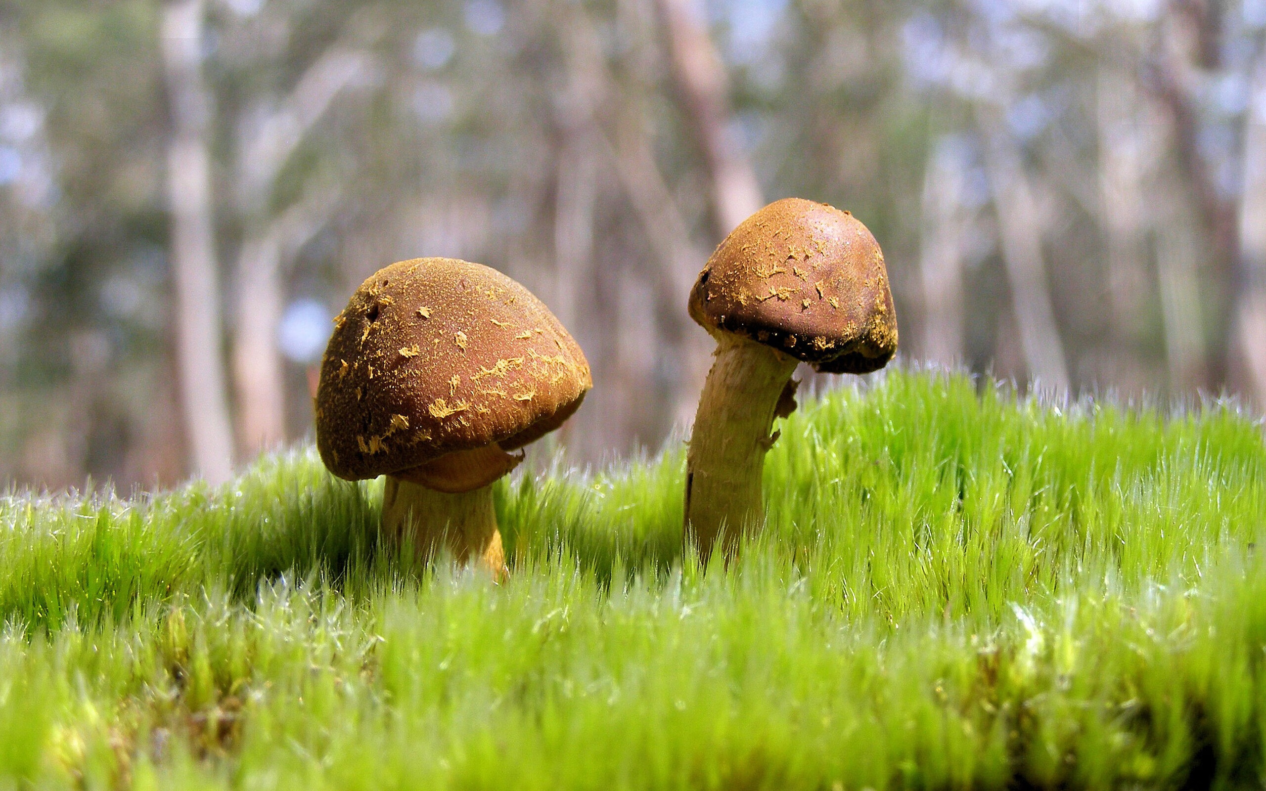 pg电子试玩-哈利伯顿的穿针引线，一场颠覆巨兽之争的现代控卫宣言