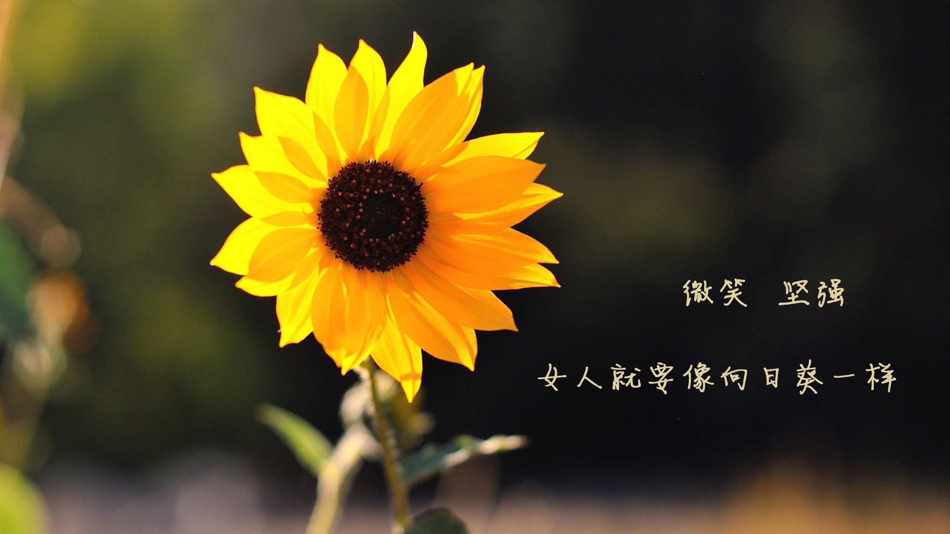 烽烟再起,逆转乾坤,2026世界杯塞尔维亚完胜瑞士,罗德里戈闪耀全场